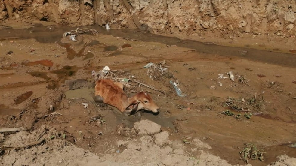 Bezerro resgatado de córrego por moradores em Cabreúva