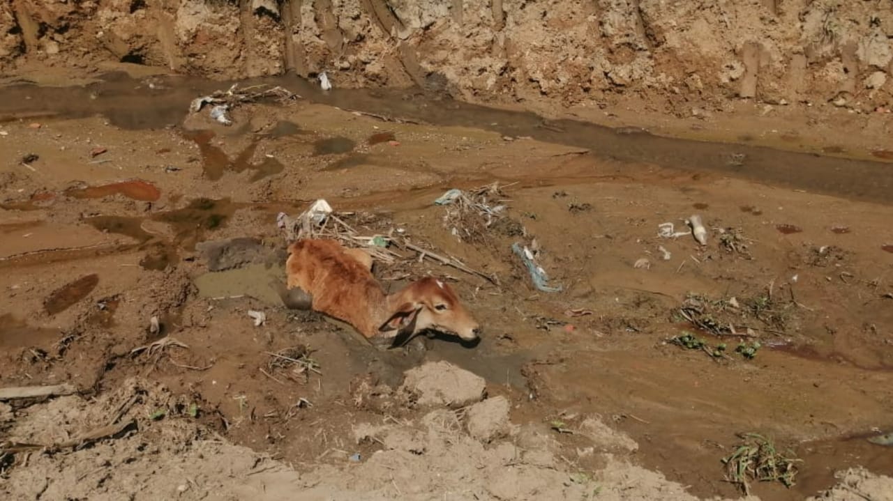 Bezerro resgatado de córrego por moradores em Cabreúva