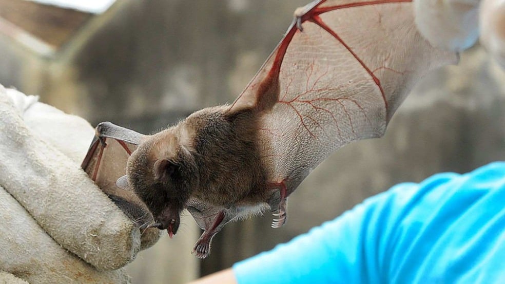 Morcego com raiva morto.