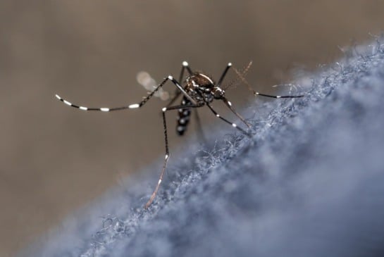 Mosquito da dengue/Dengue em Jundiaí