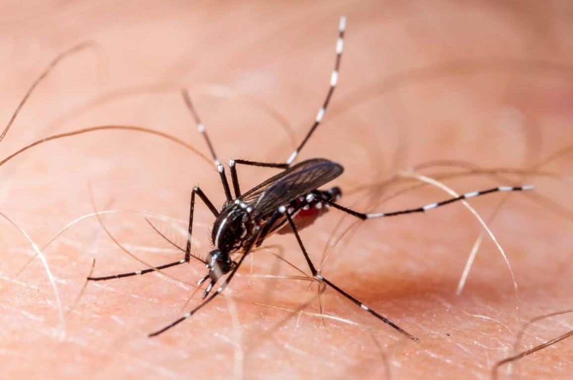 Mosquito da dengue
