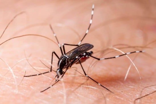 Mosquito da dengue