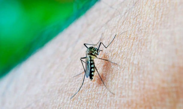 mosquito da dengue/ dengue em jundiaí