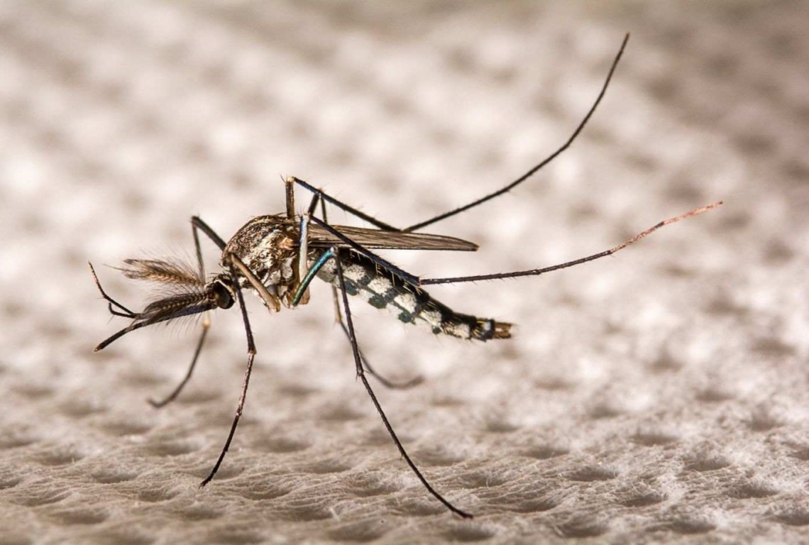 Mosquito da dengue