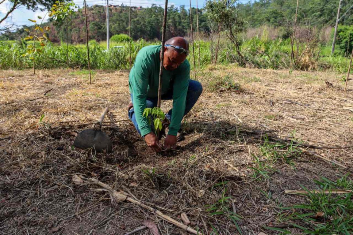 Um homem planta uma muda na margem do rio Jundiaí, cercado por vegetação verde e um dia ensolarado ao fundo.
