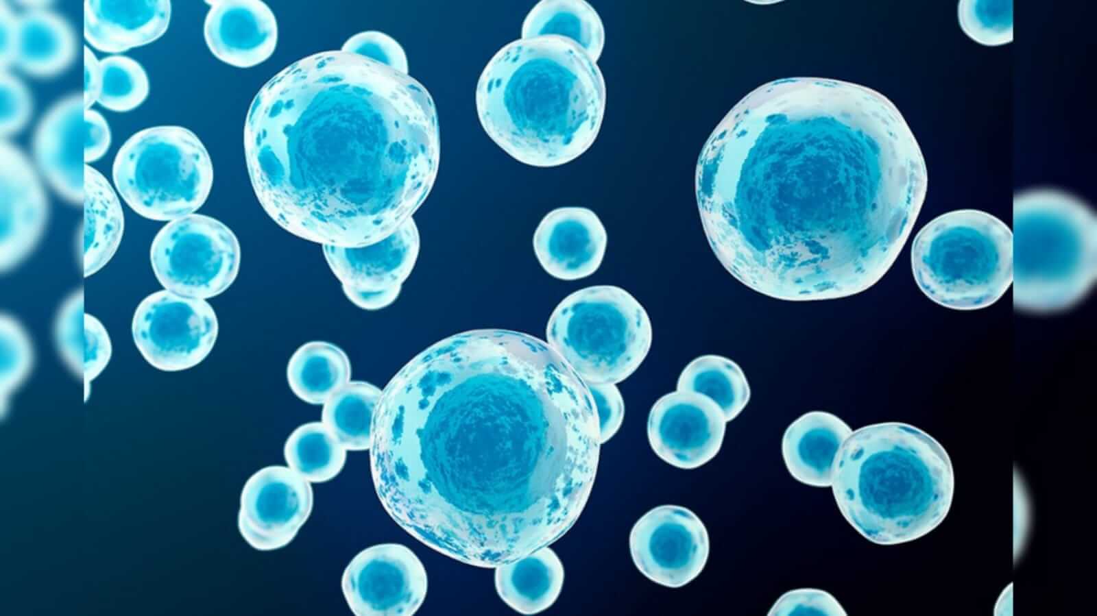 imagem de várias células