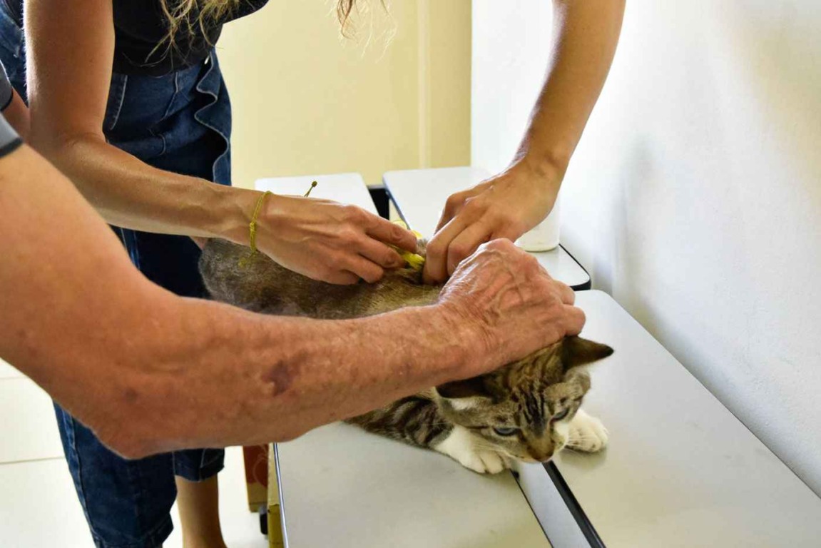 DEBEA promove mutirão de microchipagem no Cecap