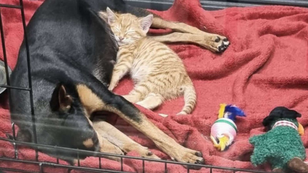 Cachorro preto dorme abraçado a gato laranja Cachorro preto dorme abraçado a gato laranja