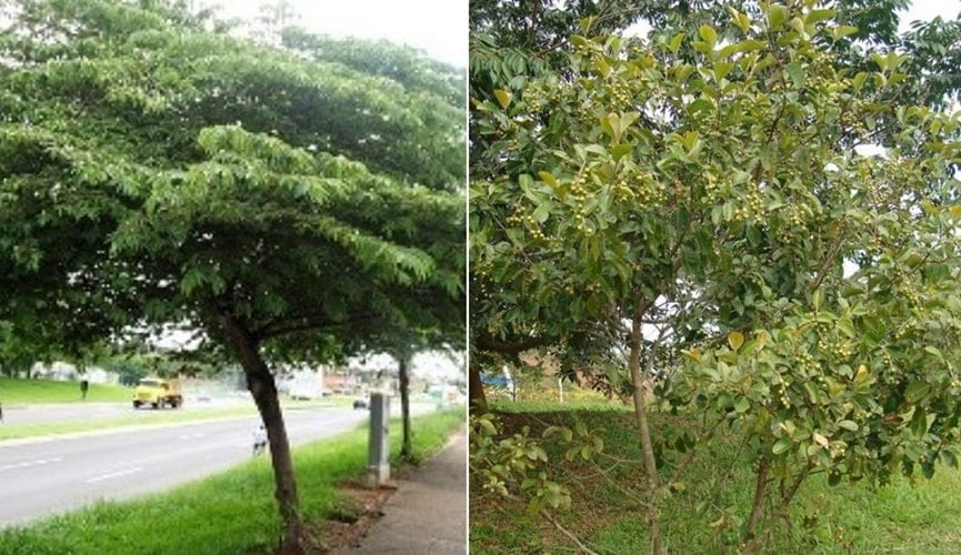 Árvore carregada de frutos em calçada Árvore carregada de frutos em calçada