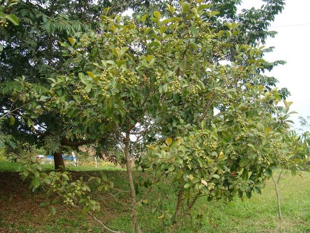 árvore com frutas amarelos em praça