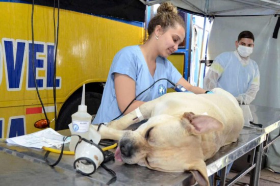 Várzea Paulista abre inscrições para castração gratuita de cães e gatos nesta terça (21)