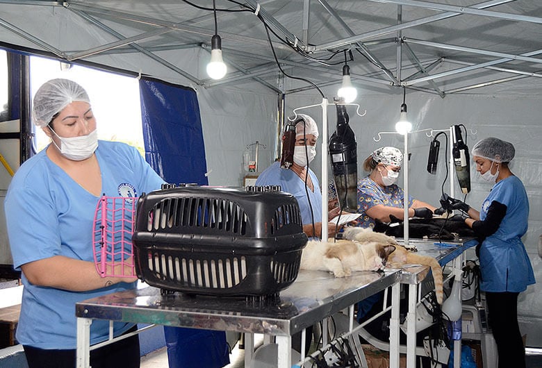 Mutirão de castração de cães e gatos em Várzea Paulista. (Foto: Divulgação)