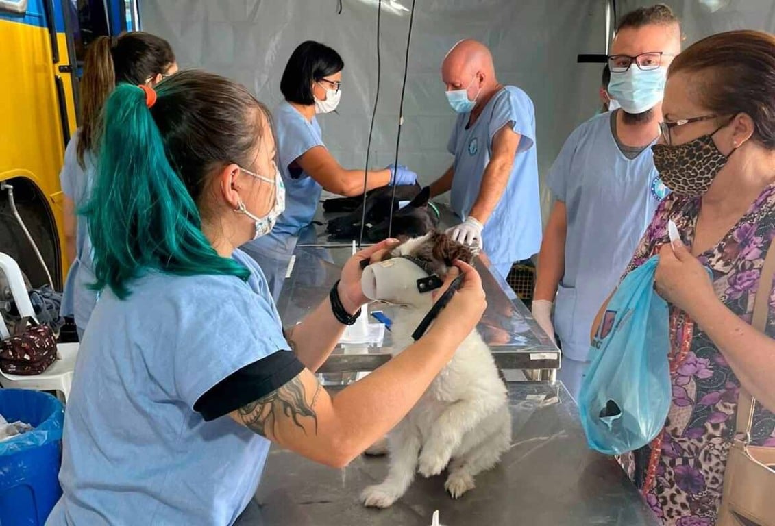 Mutirão de castração