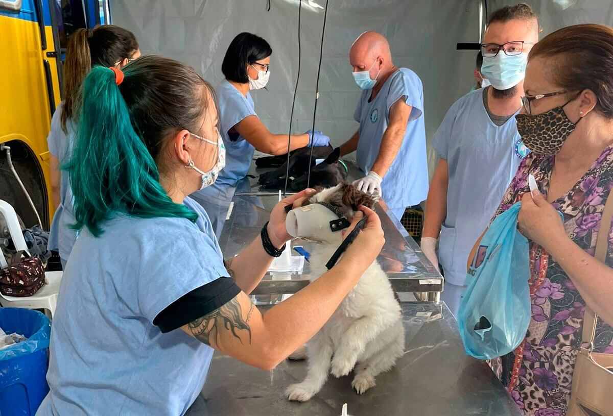 Mutirão de castração