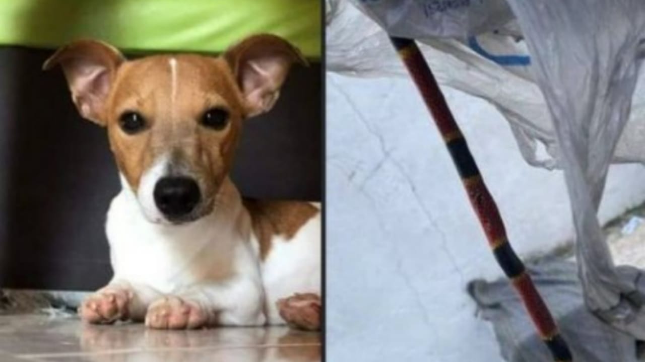 nachito-bichinho-que-lutou-contra-cobra-coral