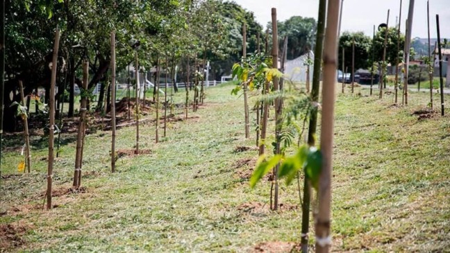 Itupeva: Nascente Modelo recebe plantio de 30 mudas de diferentes espécies de árvores