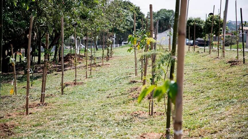 Itupeva: Nascente Modelo recebe plantio de 30 mudas de diferentes espécies de árvores