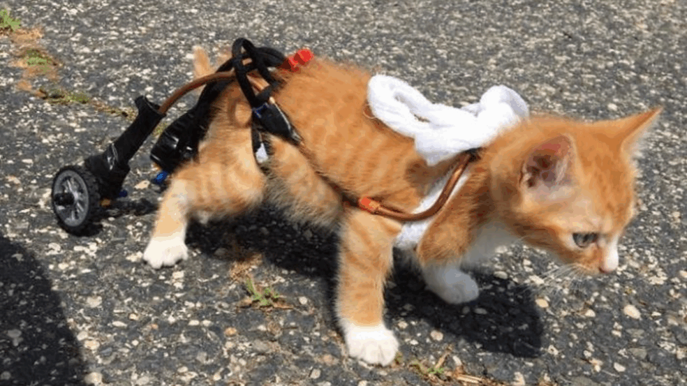 Foto: Divulgação/Amigo Pet