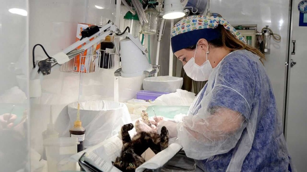 Mutirão de Castração em Várzea Paulista