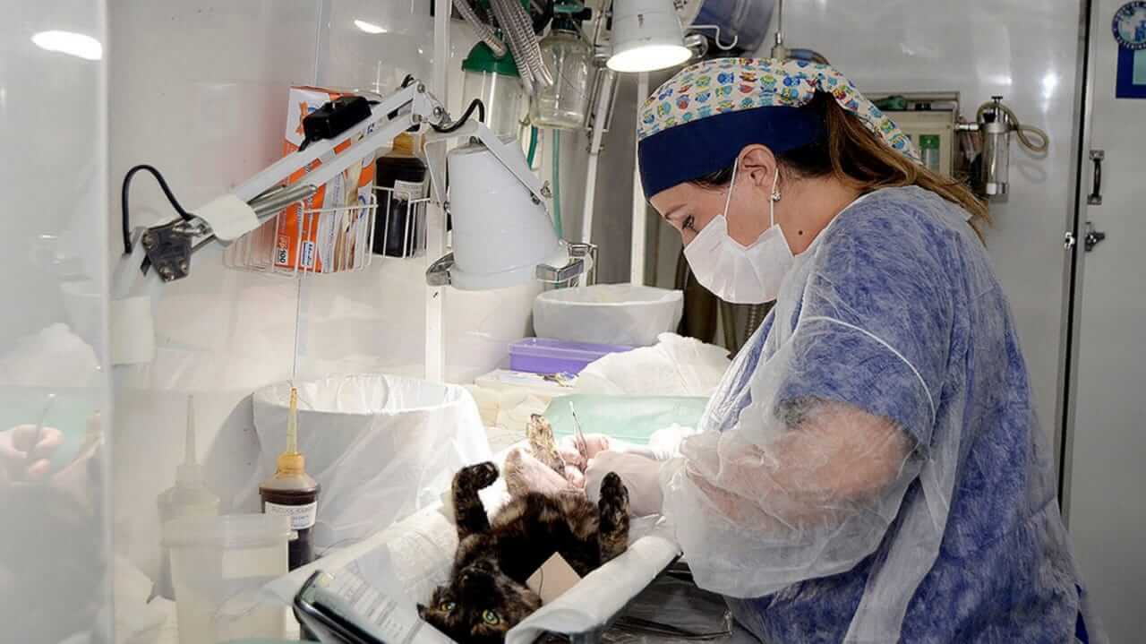 Mutirão de Castração em Várzea Paulista