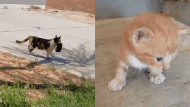 (Foto: Reprodução TikTok/@misha_nala | Edição: Amo Meu Pet)