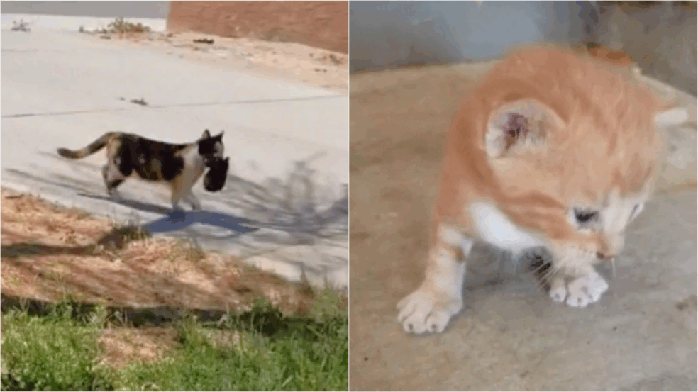 (Foto: Reprodução TikTok/@misha_nala | Edição: Amo Meu Pet)