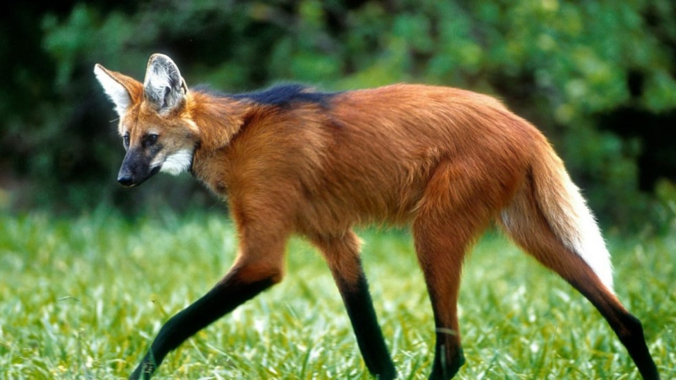 Foto do Lobo-Guará
