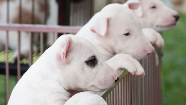 Três filhotes de cachorro brancos atrás de grades