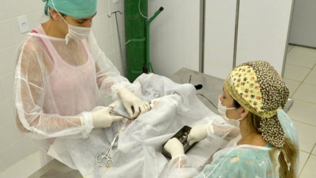 Castração em Jundiaí cresceu 18% em 2020