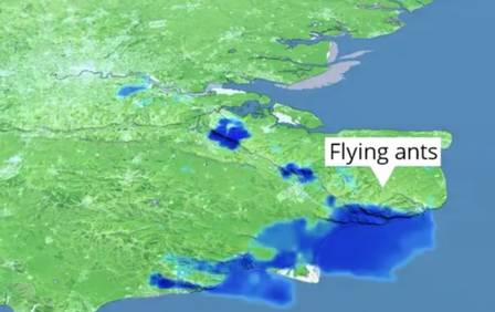 Nuvem de formigas voadoras.