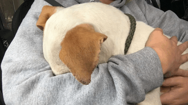 Foto: Divulgação/ The dodo