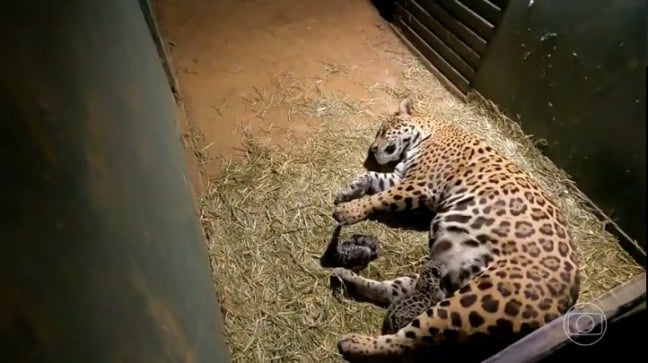 Foto: reprodução / TV Globo