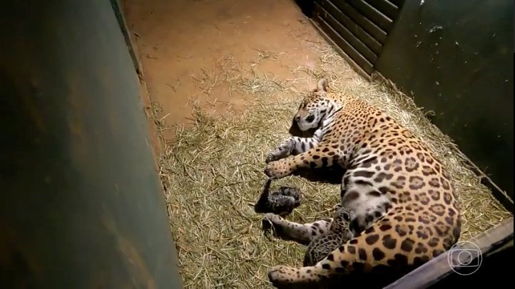 Foto: reprodução / TV Globo