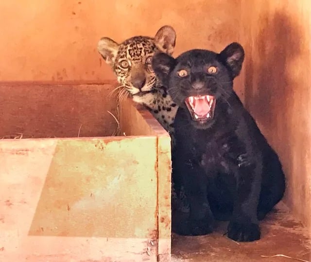 onças-da-amazônia-Mata-Ciliar