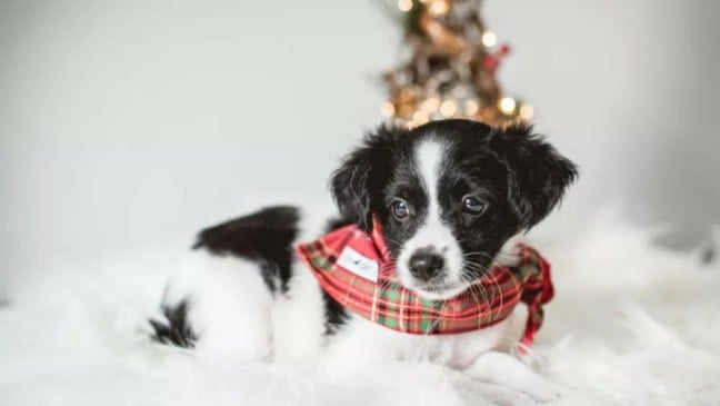 Foto: Fran Yamamoto/Arquivo Pessoal