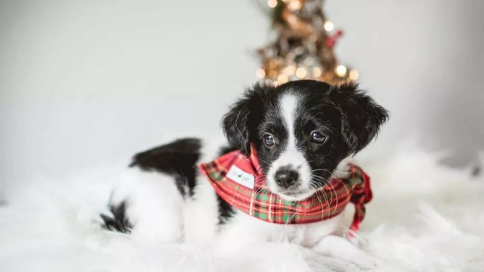 Foto: Fran Yamamoto/Arquivo Pessoal