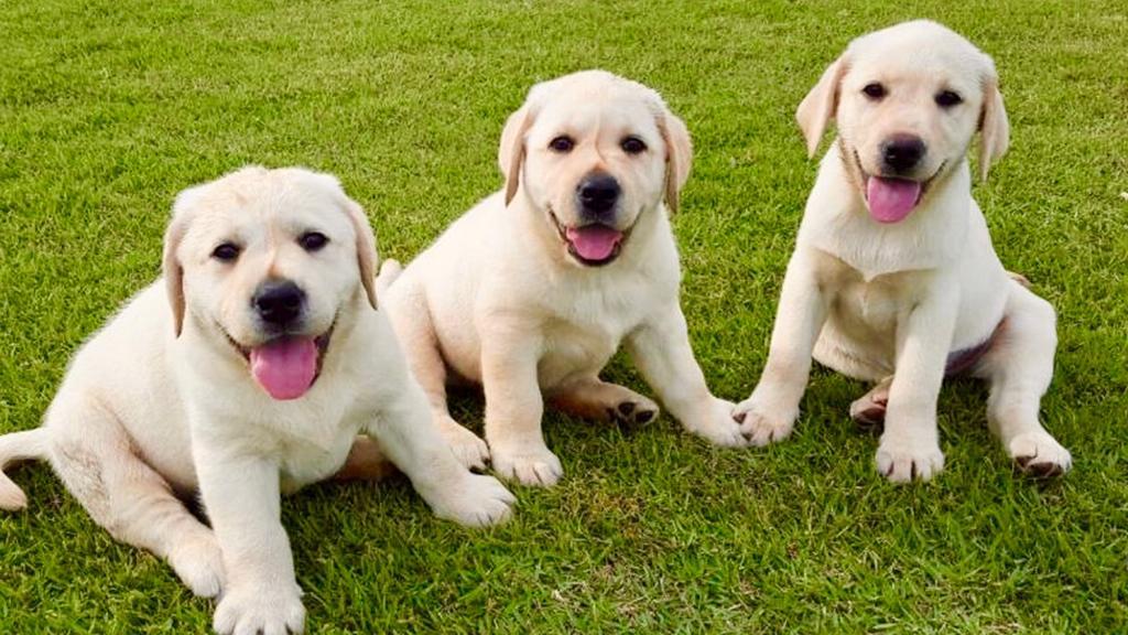 cães filhotes um do lado do outro