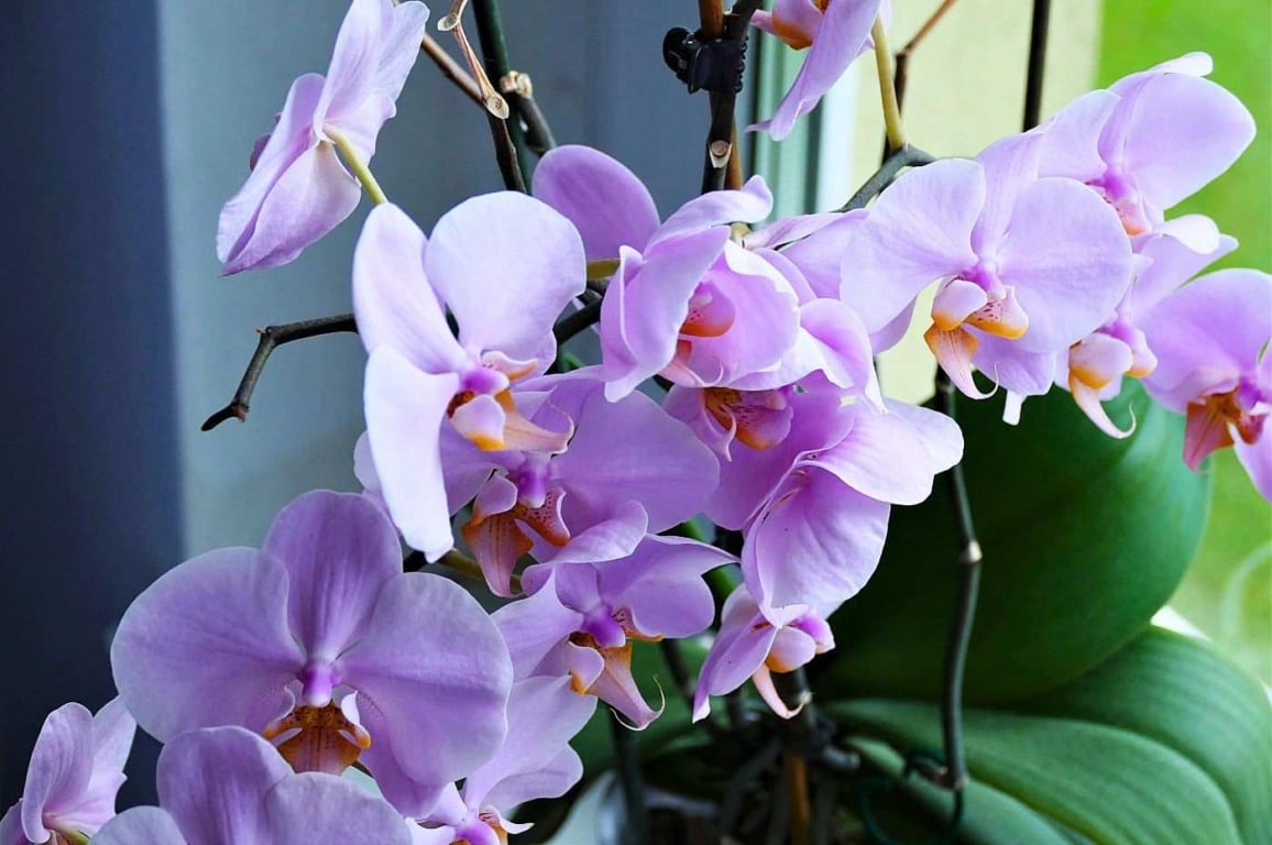 9 dicas para cultivar orquídeas em ambientes internos