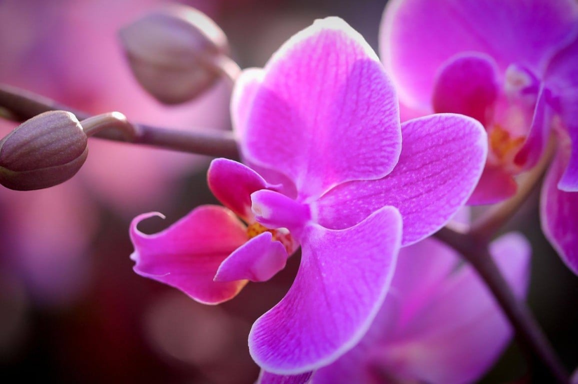 Sua orquídea não dá flor? Confira 10 dicas valiosas para estimular o florescimento Sua orquídea não dá flor? Confira 10 dicas valiosas para estimular o florescimento