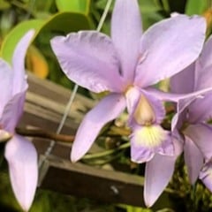 Orquídea cerúlea de pétalas lilás-azuladas em close, com detalhes amarelos no centro da flor.