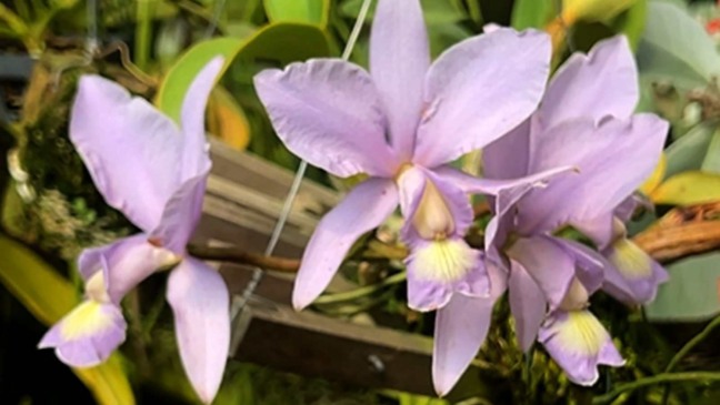Orquídea cerúlea de pétalas lilás-azuladas em close, com detalhes amarelos no centro da flor.