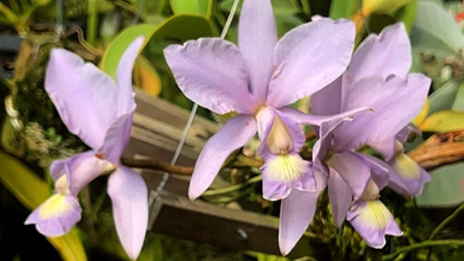 Orquídea cerúlea de pétalas lilás-azuladas em close, com detalhes amarelos no centro da flor.