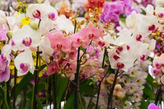 As diferentes espécies de orquídeas: um guia para cultivadores