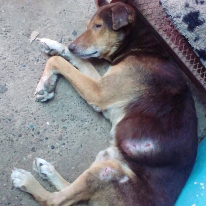 Cachorro doente no chão