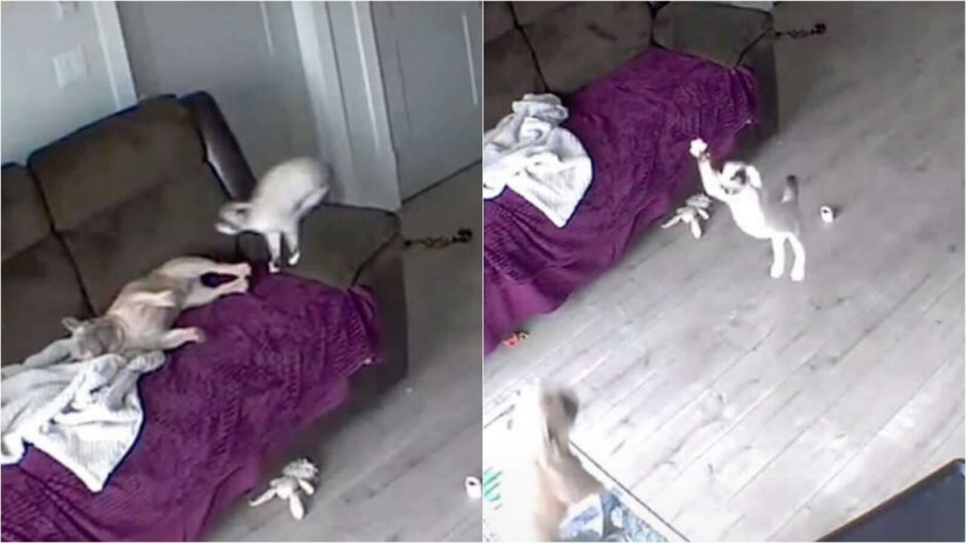 Cachorro e gato brincando em casa