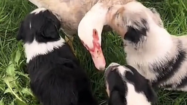 Patos e filhotes de cachorro brincando juntos em um gramado verde, criando um momento de interação adorável e natural.