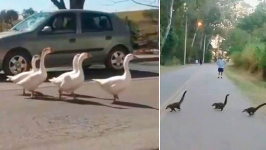 Famílias de gansos e quatis ruas de Jundiaí. (Foto: Reprodução/TV Tem)