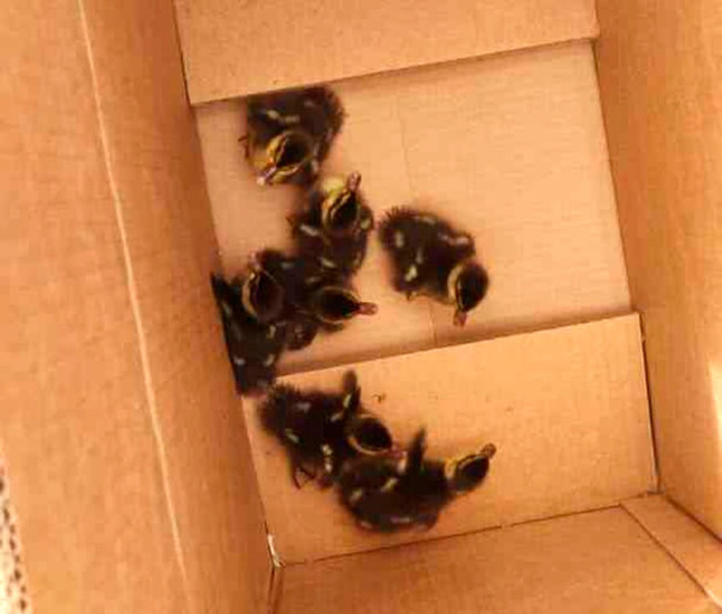 Patos resgatados na rodovia Anhanguera. (Foto: Divulgação)