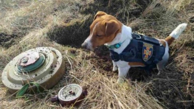 Patron descobrindo bombas na Ucrânia