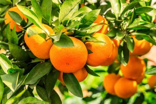 Pomar sem frutos? Veja 7 fatores que podem impedir a frutificação em citros